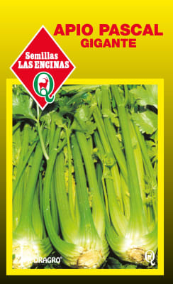 APIO PASCAL GIGANTE1