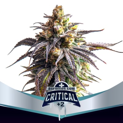 CRITICAL +2 XXL AUTO X2 - BSF SEEDS1