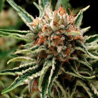 SUPER OG KUSH AUTO X3+1 - PYRAMID SEEDS