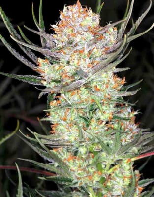 AK-47 AUTO - SEMILLA GRANEL
