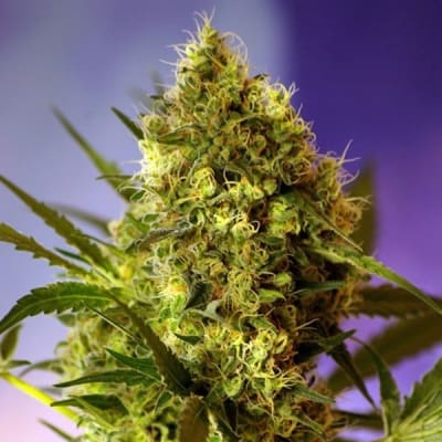 BIG DEVIL #2 AUTO 3+1 - SWEET SEEDS1