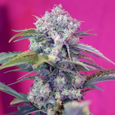 CREAM MANDARINE XI AUTO 3+1 - SWEET SEEDS