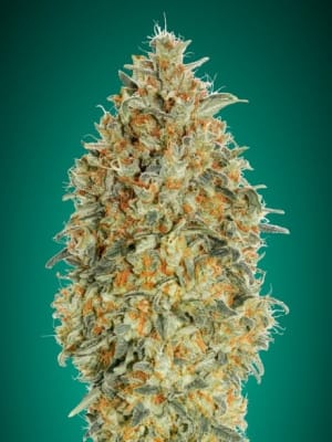 GORILLA BLUE AUTO - SEMILLA GRANEL