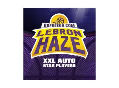 LEBRON HAZE XXL AUTO - BSF SEEDS