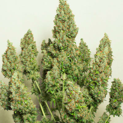 MAZAR AUTO X3 - DUTCH PASSION