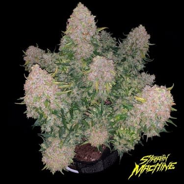 AUTO BANANA BEACH X3 - STRAIN MACHINE