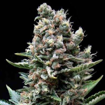 NEFERTITI FEM X3+1 - PYRAMID SEEDS