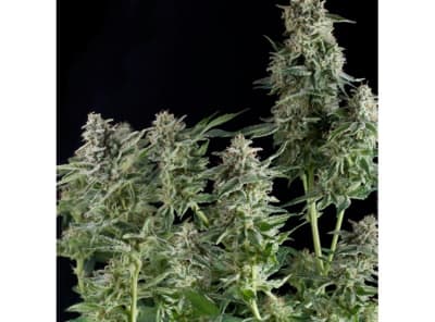 CBD AUTO NORTHERN LIGJTS FEM X3+1 - PYRAMID SEEDS