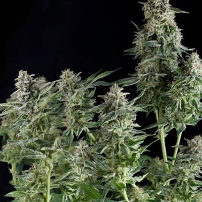 NORTHERN LIGHT - AUTOMATICA - PYRAMID SEEDS1