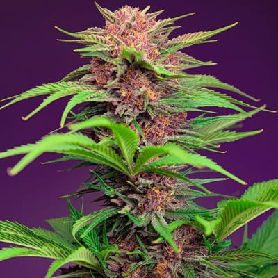 RED MIMOSA XL AUTO RED FAMILY 3+1 - SWEET SEEDS1