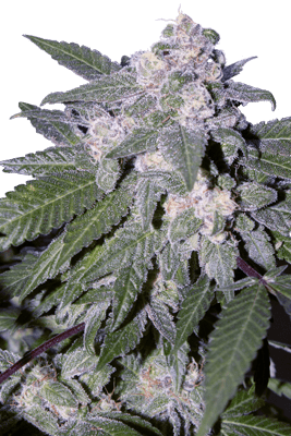 AUTO BLUE X5 - SEEDSMAKERS