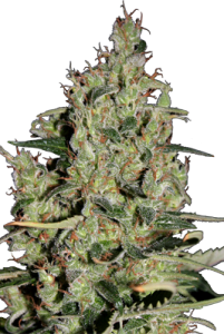 AUTO CRITICAL X5 - SEEDSMAKERS