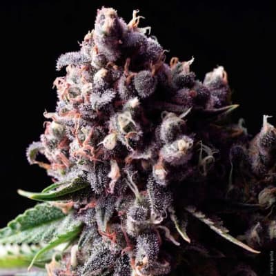 AUTO PURPLE X3+1 - PYRAMID SEEDS