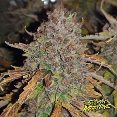 BANANA BEACH - FEM - X1 - STRAIN MACHINE1