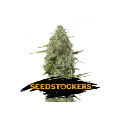 BCN CRITICAL FAST FEM X3 - SEEDSTOCKERS1