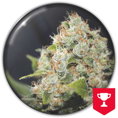 BCN SOUR DIESEL X3+2 BANANA KUSH FEM - MEDICAL SEEDS