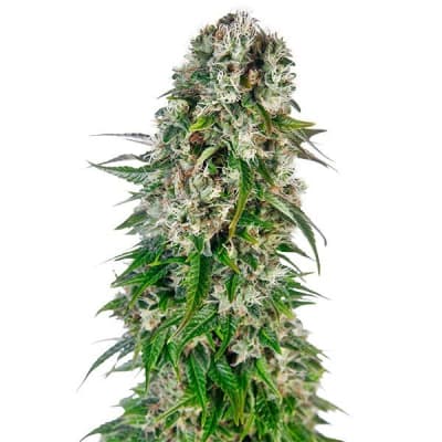 BIG BUD AUTO - SEMILLA GRANEL
