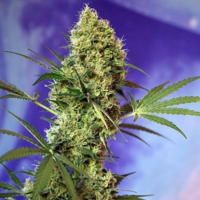 BIG DEVIL - AUTOMATICA - SWEET SEEDS