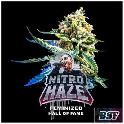 NITRO HAZE FEM X4 - BSF SEEDS