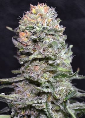 BLACK DOMINA FAST - SEMILLA GRANEL