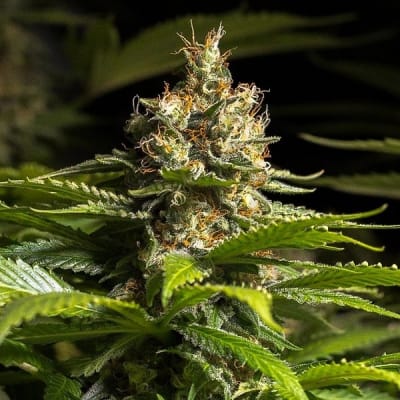 BLACK SEA162 FEM X3 - SPANISH PASSION SEEDS
