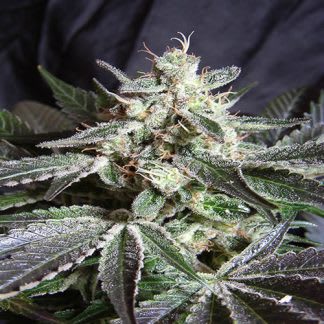 BLACK JACK AUTO - SEMILLA GRANEL