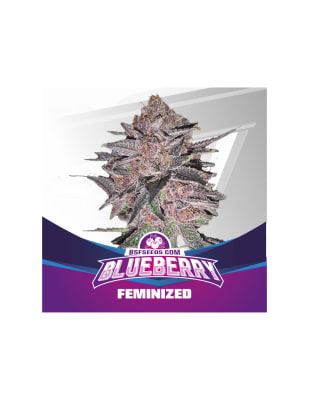 BLUEBERRY FEM X4 - BSF SEEDS