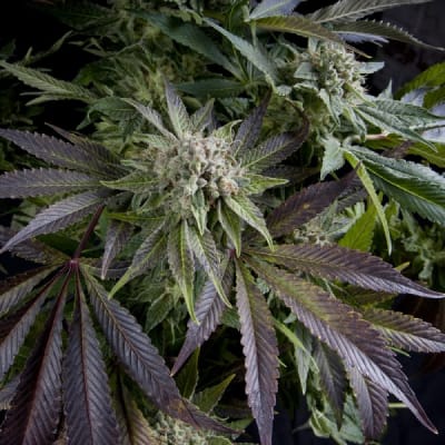 AUTO BLUE PYRAMID X3+1 - PYRAMID SEEDS1