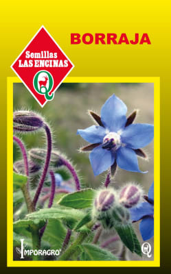 BORRAJA HIERBA