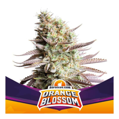 ORANGE BLOSSOM FEM X4 - BSF SEEDS