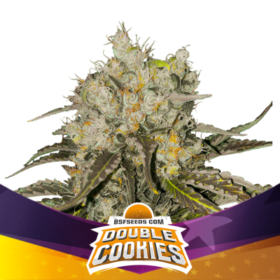 DOUBLE COOKIES SP FEM X4 - BSF SEEDS