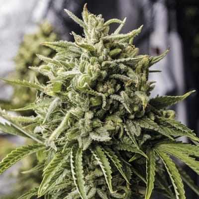 BUBBA KUSH FEM - SEMILLA GRANEL