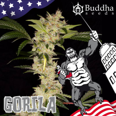 GORILA FEM X3 - BUDDHA SEEDS