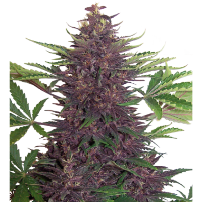 PURPLE KUSH AUTO X3 - BUDDHA SEEDS1