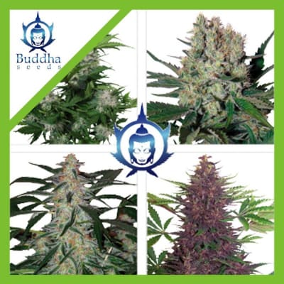 ASSORTED AUTO X10 - BUDDHA SEEDS