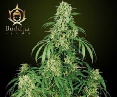 CALAMITY JANE AUTO X3 - BUDDHA SEEDS