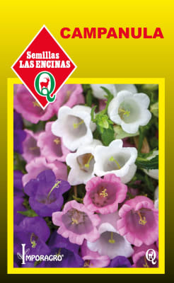 CAMPANULA1