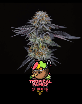 COCO NUTTY X FRUITY PEBBLES OG FEM X3 - SECRETFILE SEEDS