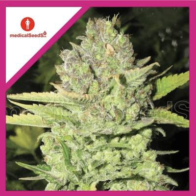 DEVIL FRUIT FEM X3+2 - MEDICAL SEEDS