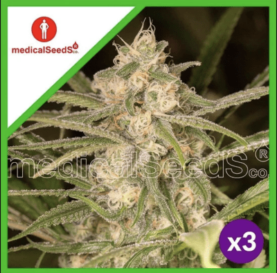 NO NAME AUTO X3 + 2 SEMILLAS - MEDICAL SEEDS