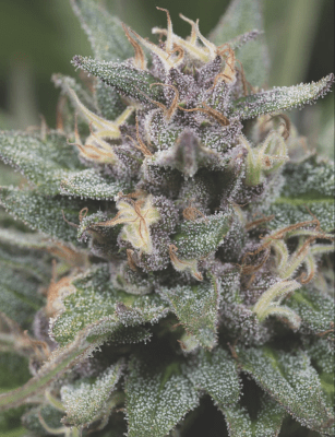 BLUE HELL AUTO X3+2 SEMILLAS - MEDICAL SEEDS