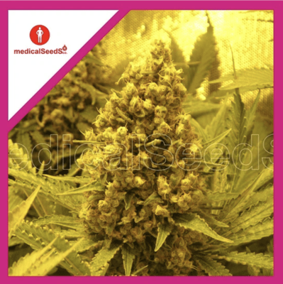 PROZACK FEM X3 + 2 SEMILLAS - MEDICAL SEEDS1