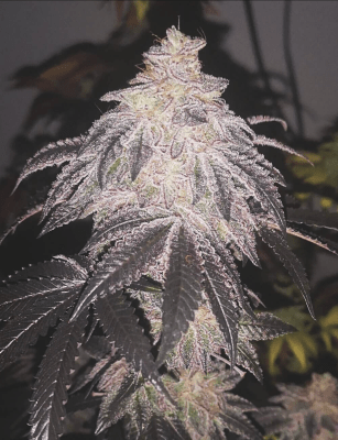 COOKIES SHERBET AUTO X3+2 - MEDICAL SEEDS