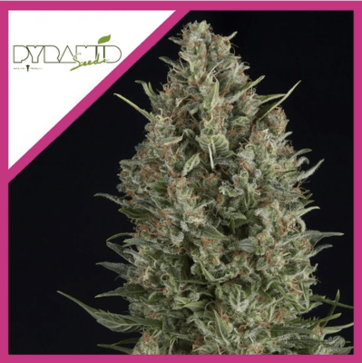 WEMBLEY FEM X3+1 - PYRAMID SEEDS1