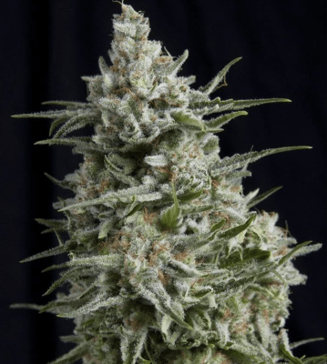 CBD ANESTHESIA FEM X3+1 - PYRAMID SEEDS