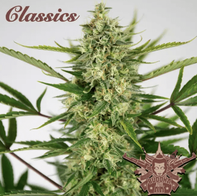 AK CLASSICS FEM X3+1 - BUDDHA SEEDS