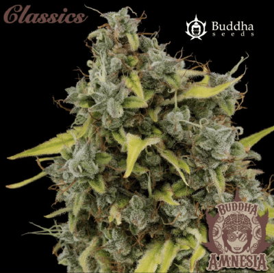 AMNESIA CLASSICS AUTO X3+1 - BUDDHA SEEDS