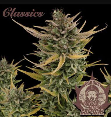 CRITICAL CLASSICS AUTO X3+1 - BUDDHA SEEDS
