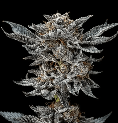 GORILLA GLUE #4 GK FEM X12 - BSF SEEDS