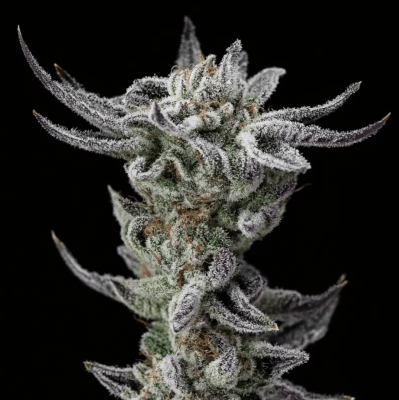 GORILLA GLUE FAST GK X4 - BSF SEEDS